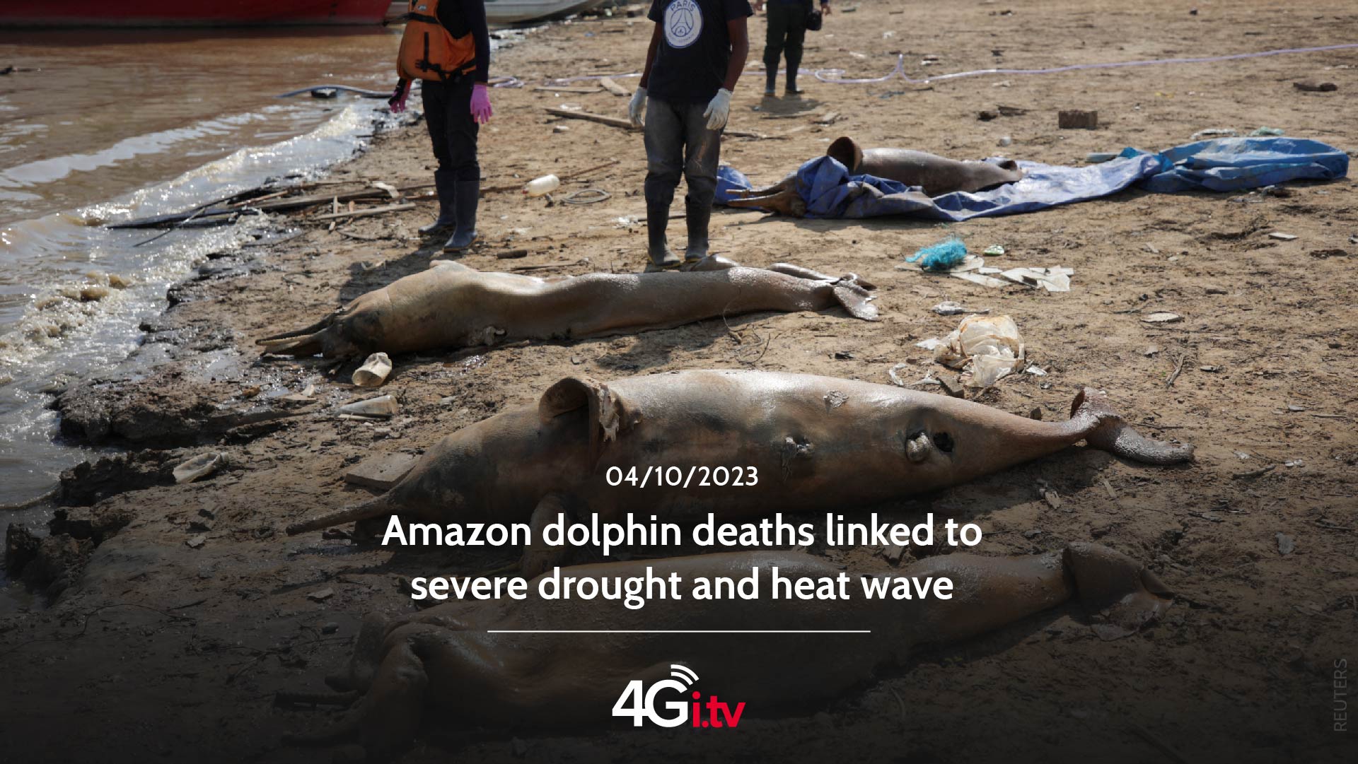 Подробнее о статье Amazon dolphin deaths linked to severe drought and heat wave