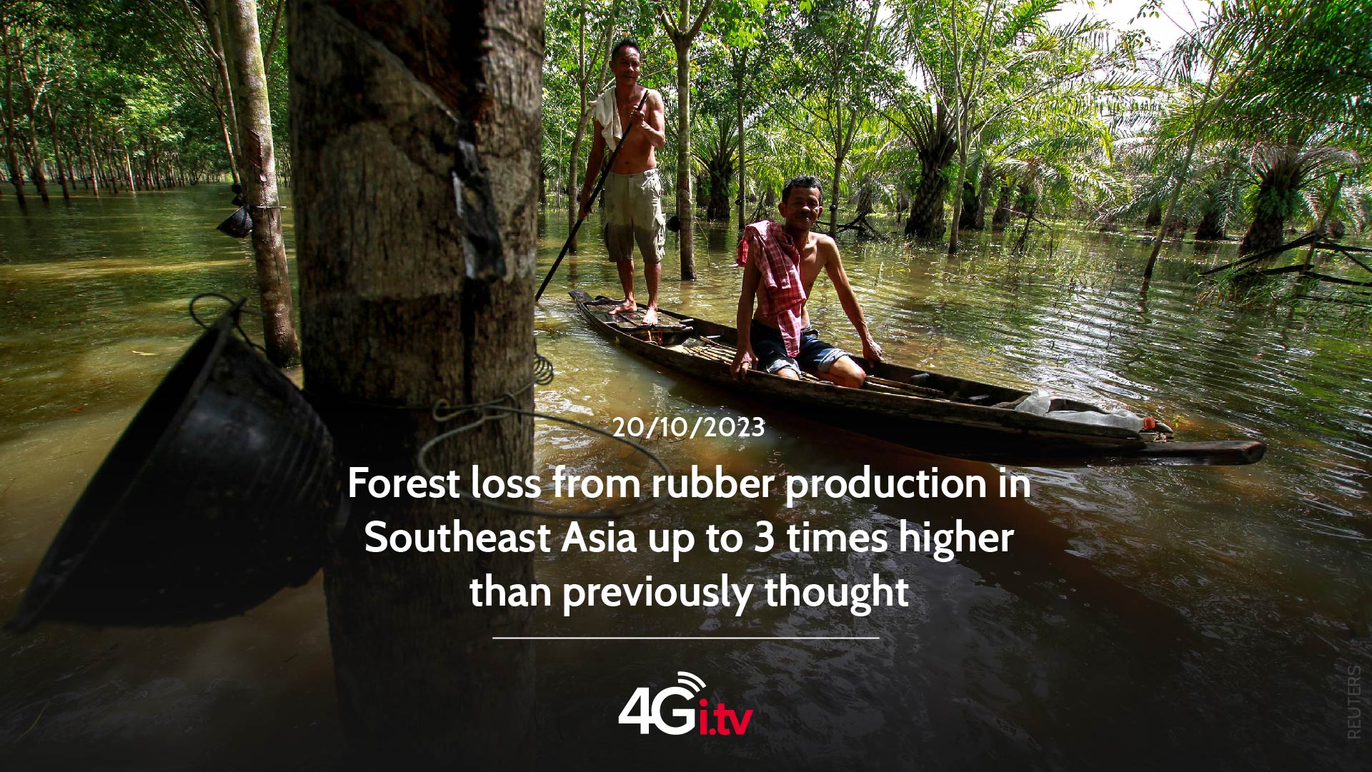 Подробнее о статье Forest loss from rubber production in Southeast Asia up to 3 times higher than previously thought