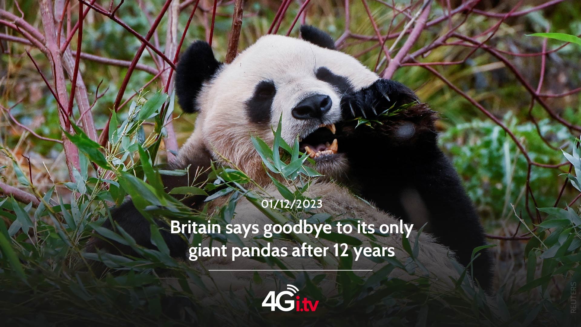 Lesen Sie mehr über den Artikel Britain says goodbye to its only giant pandas after 12 years