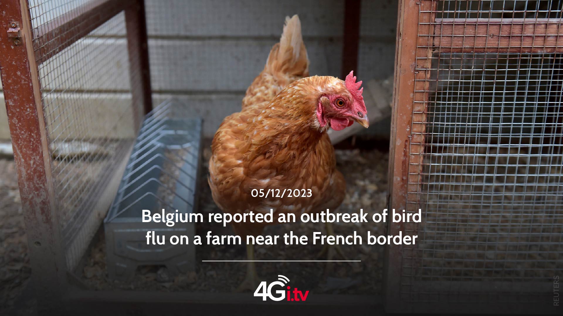 Lee más sobre el artículo Belgium reported an outbreak of bird flu on a farm near the French border