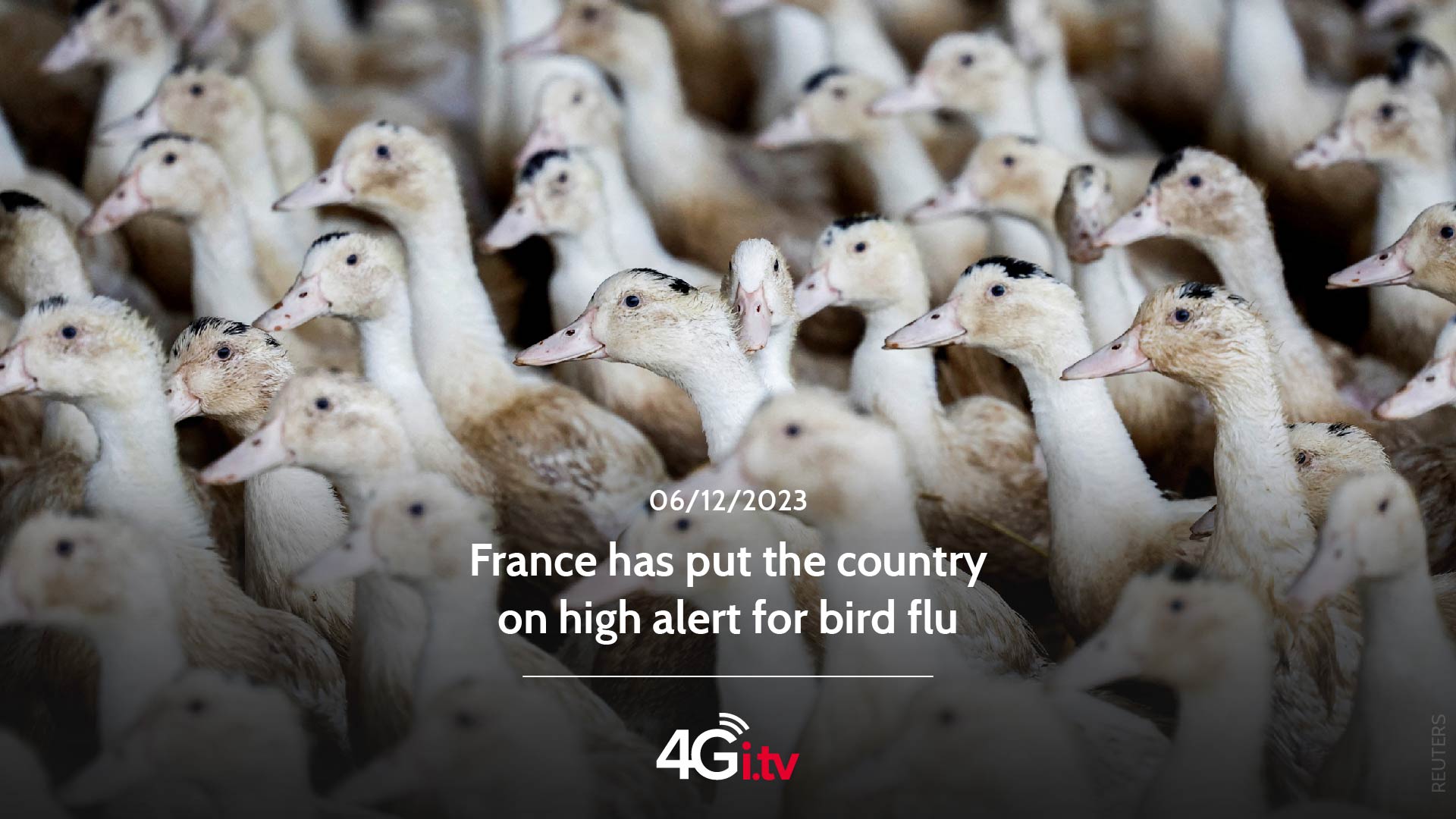 Read more about the article France has put the country on high alert for bird flu