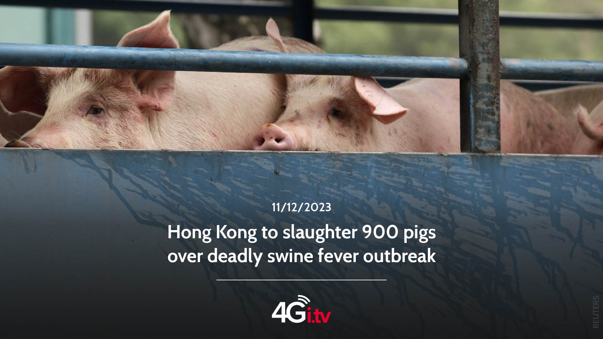 Lee más sobre el artículo Hong Kong to slaughter 900 pigs over deadly swine fever outbreak