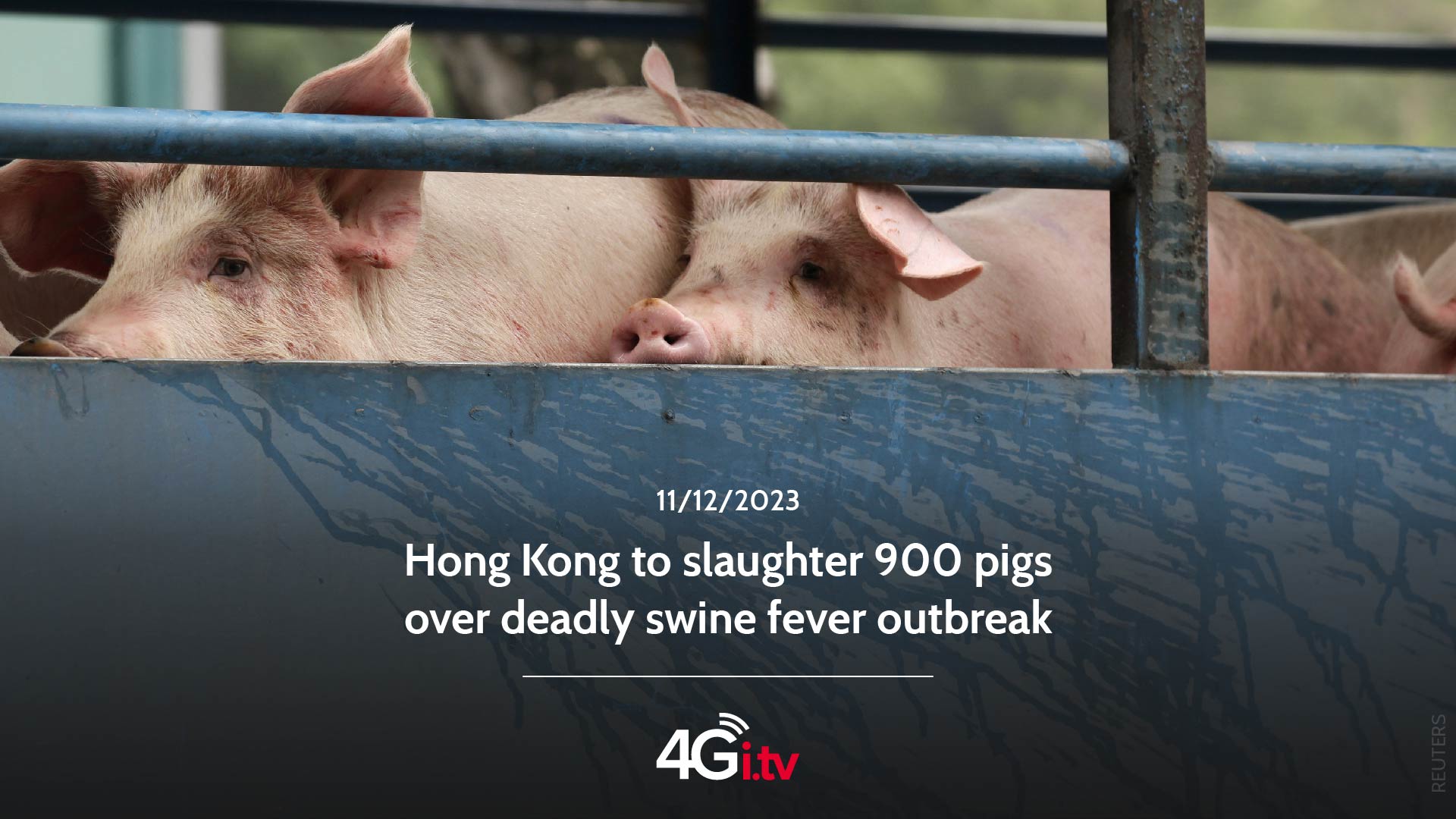 Read more about the article Hong Kong to slaughter 900 pigs over deadly swine fever outbreak