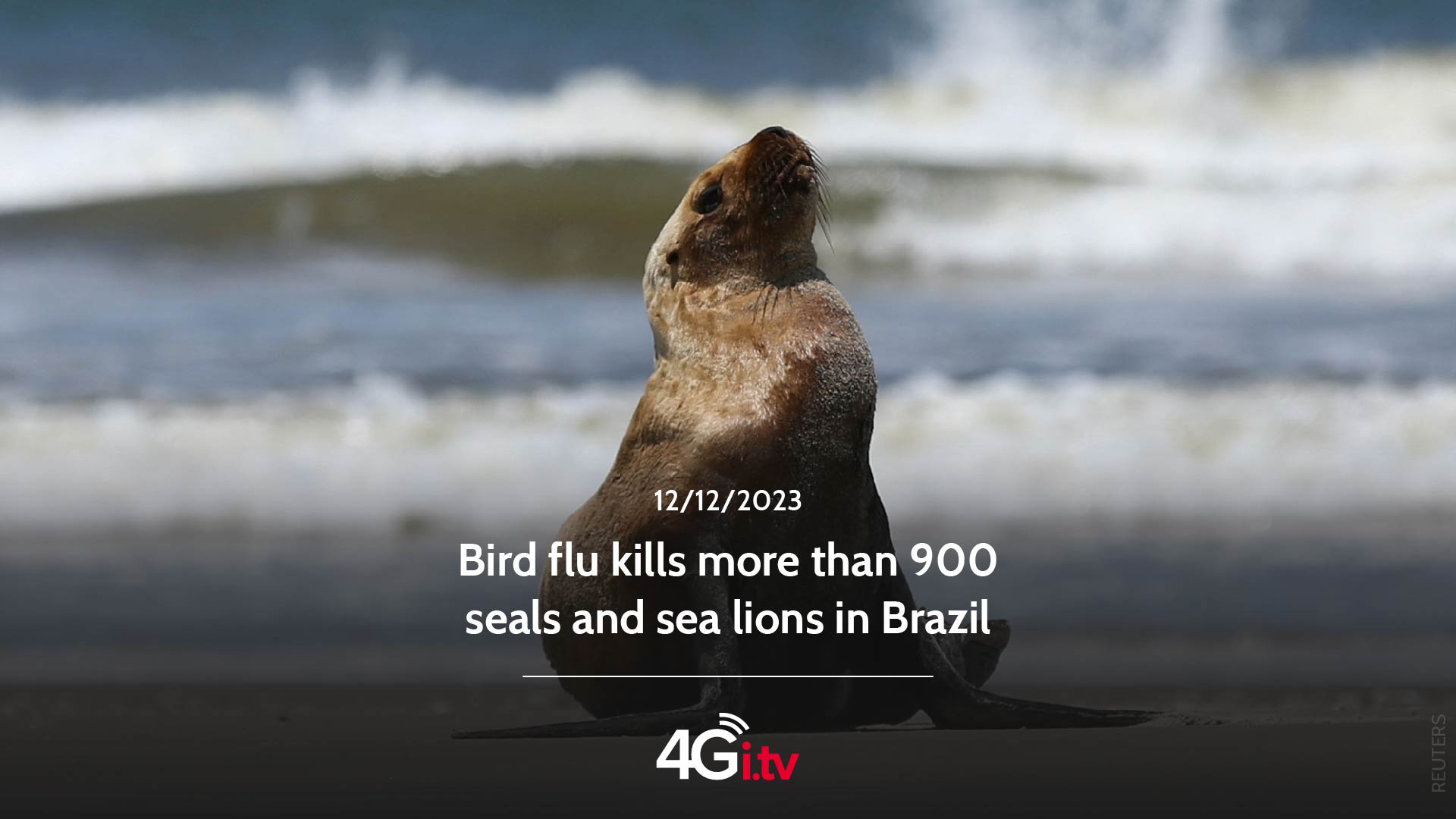 Read more about the article Bird flu kills more than 900 seals and sea lions in Brazil