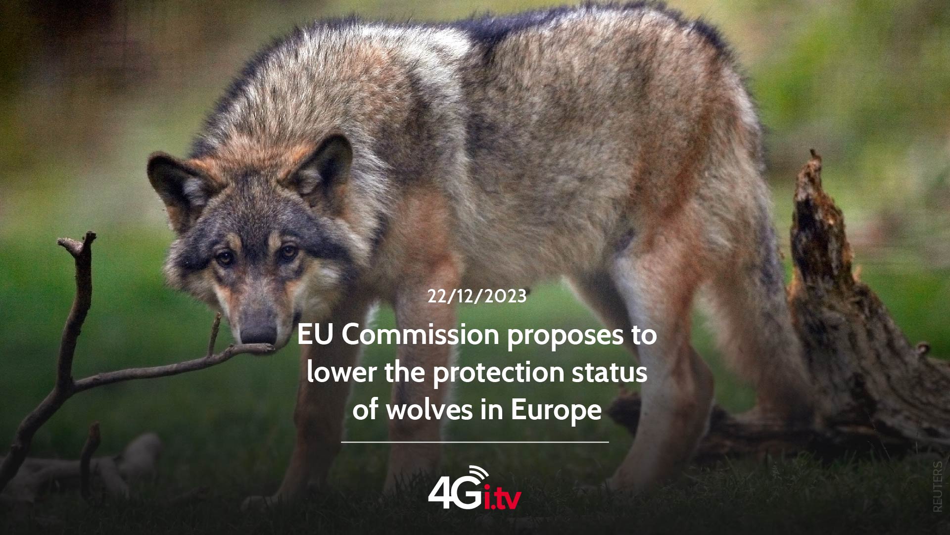 Lesen Sie mehr über den Artikel EU Commission proposes to lower the protection status of wolves in Europe
