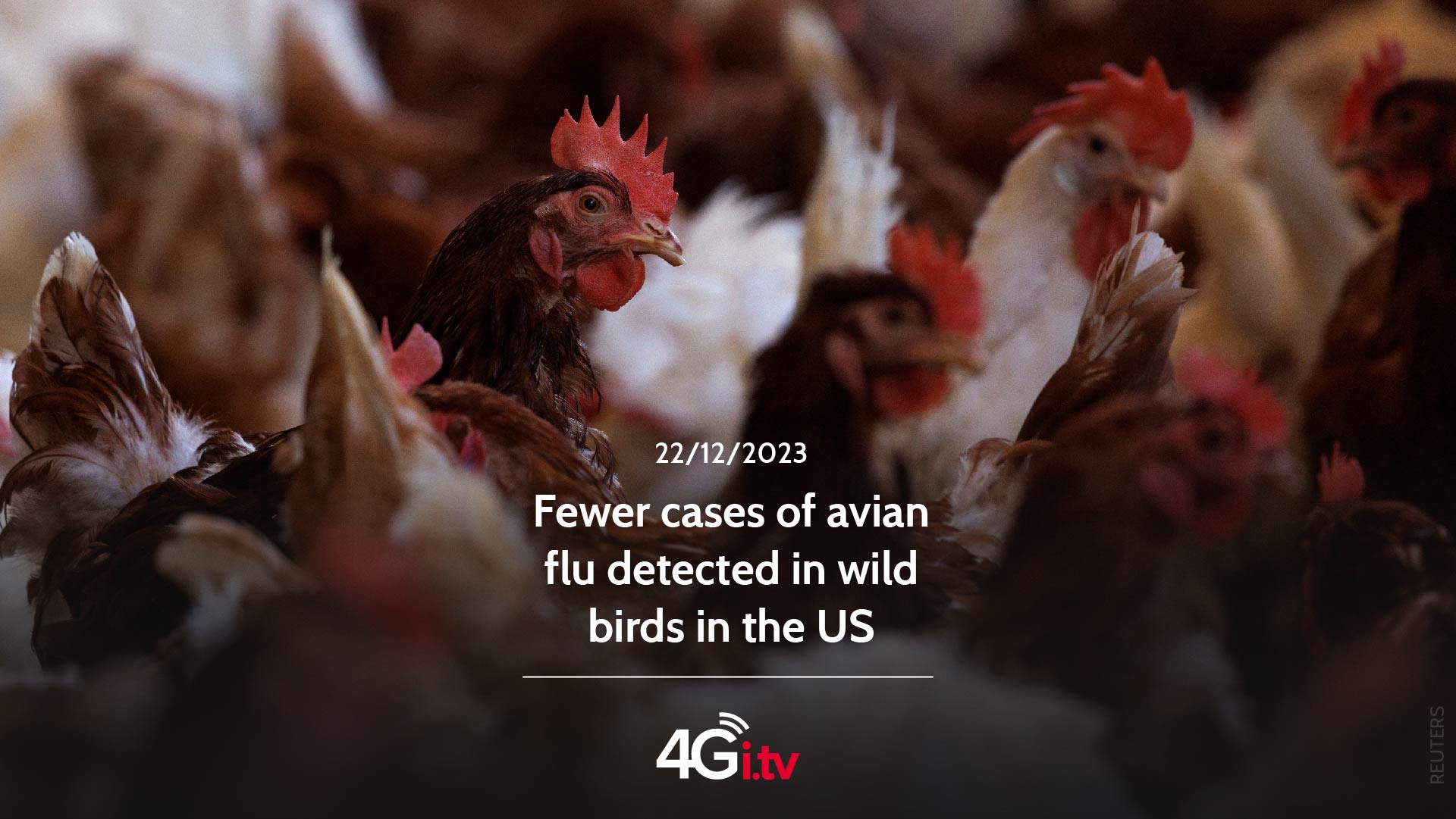 Read more about the article Fewer cases of avian flu detected in wild birds in the US