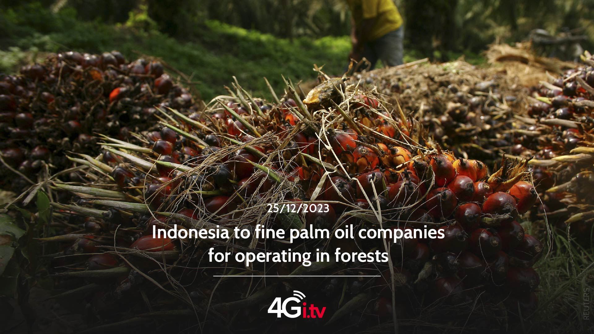 Read more about the article Indonesia to fine palm oil companies for operating in forests