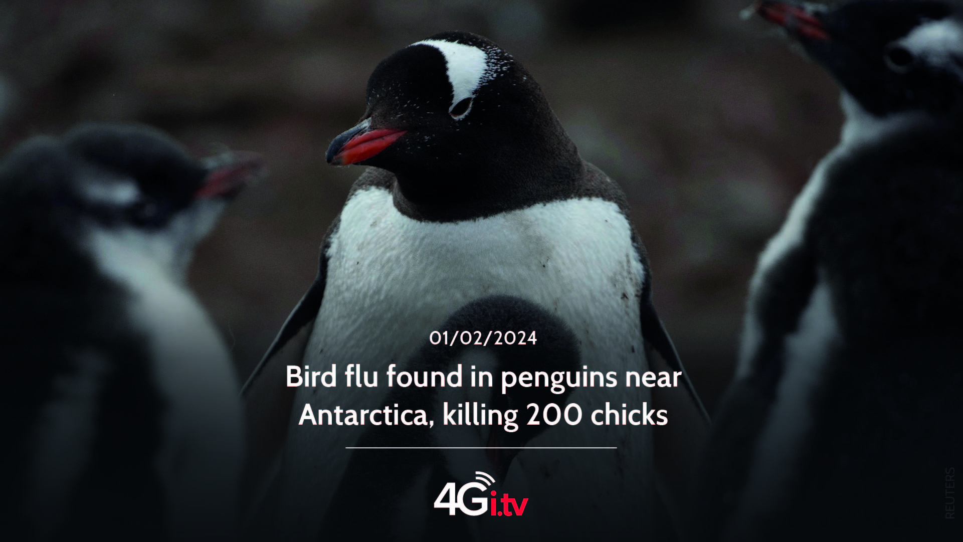 Lee más sobre el artículo Bird flu found in penguins near Antarctica, killing 200 chicks