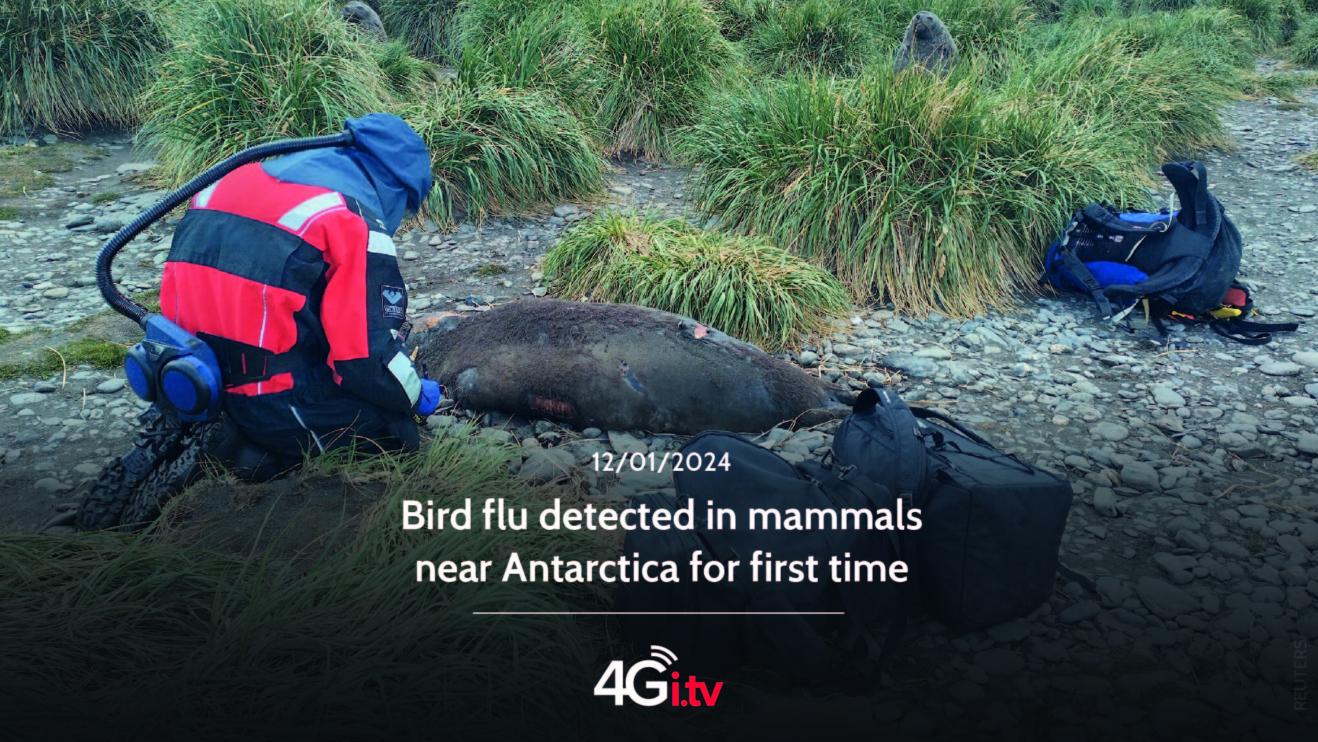 Lesen Sie mehr über den Artikel Bird flu detected in mammals near Antarctica for first time