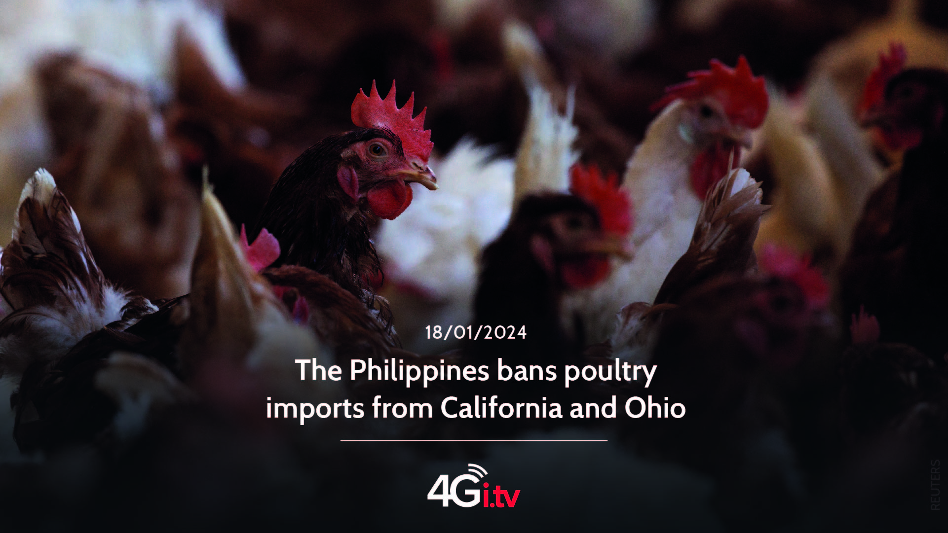 Подробнее о статье The Philippines bans poultry imports from California and Ohio