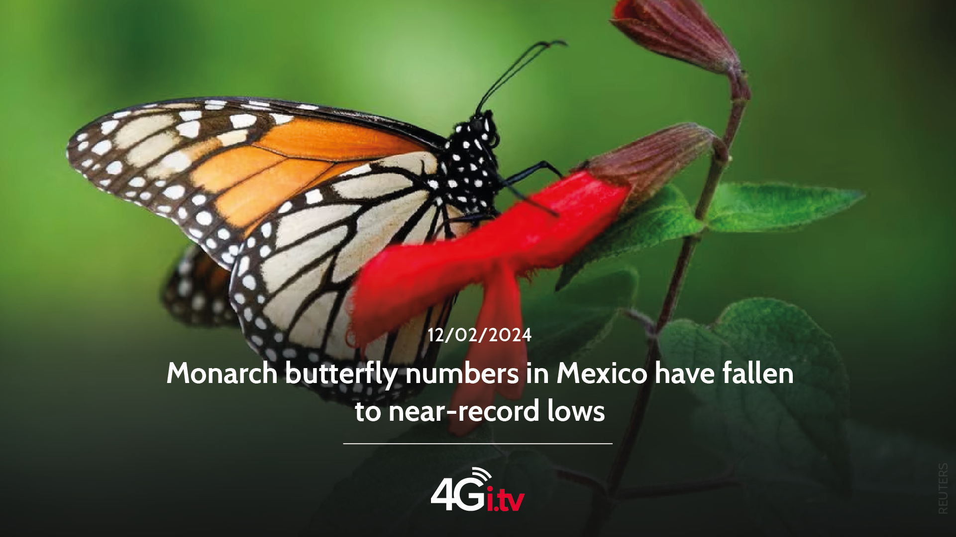 Подробнее о статье Monarch butterfly numbers in Mexico have fallen to near-record lows