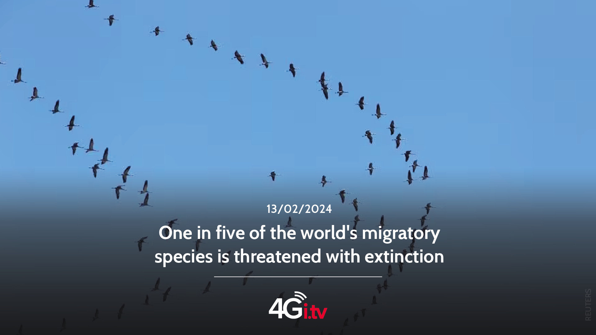 Подробнее о статье One in five of the world’s migratory species is threatened with extinction 