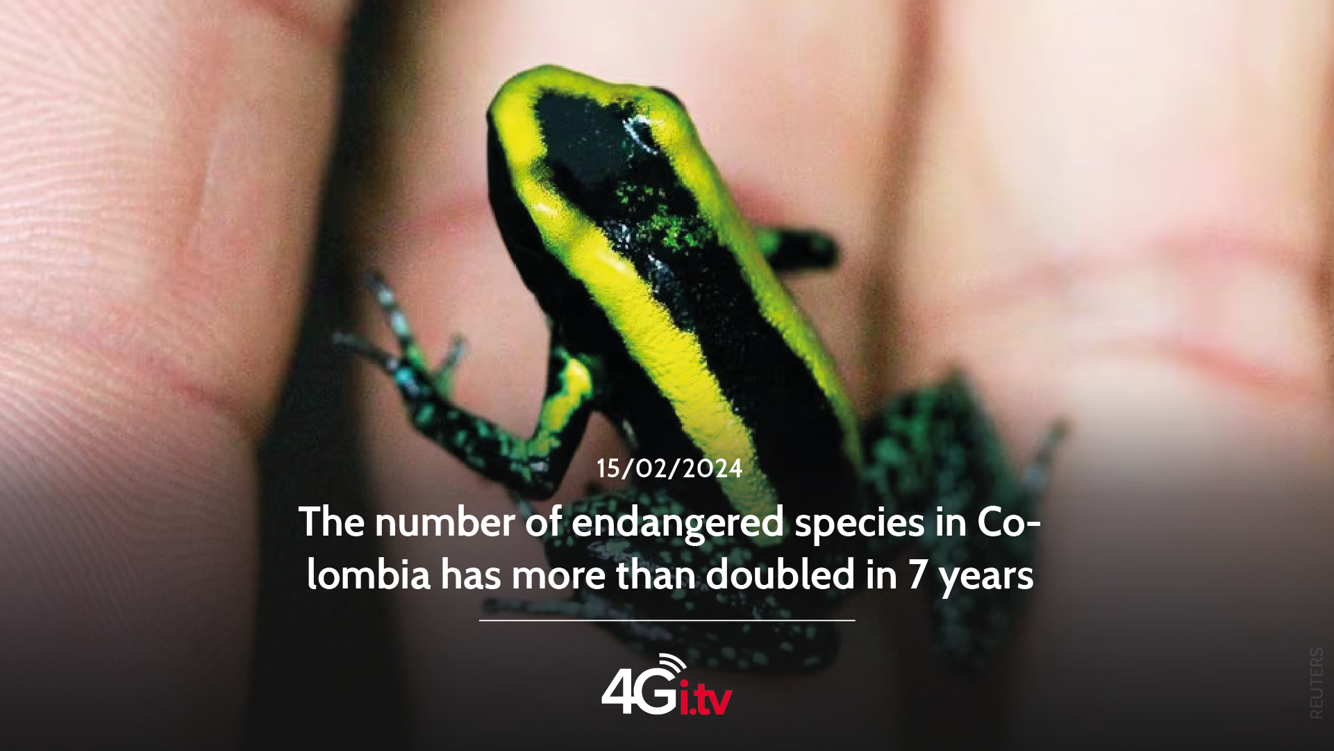Read more about the article The number of endangered species in Colombia has more than doubled in 7 years 