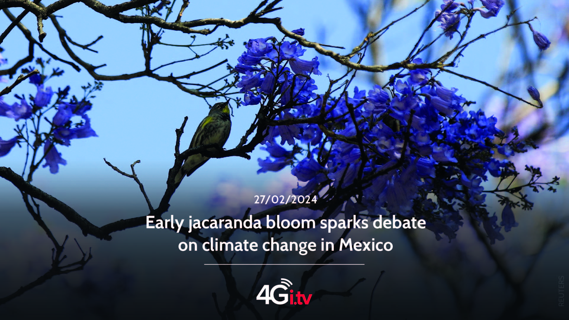 Lee más sobre el artículo Early jacaranda bloom sparks debate on climate change in Mexico