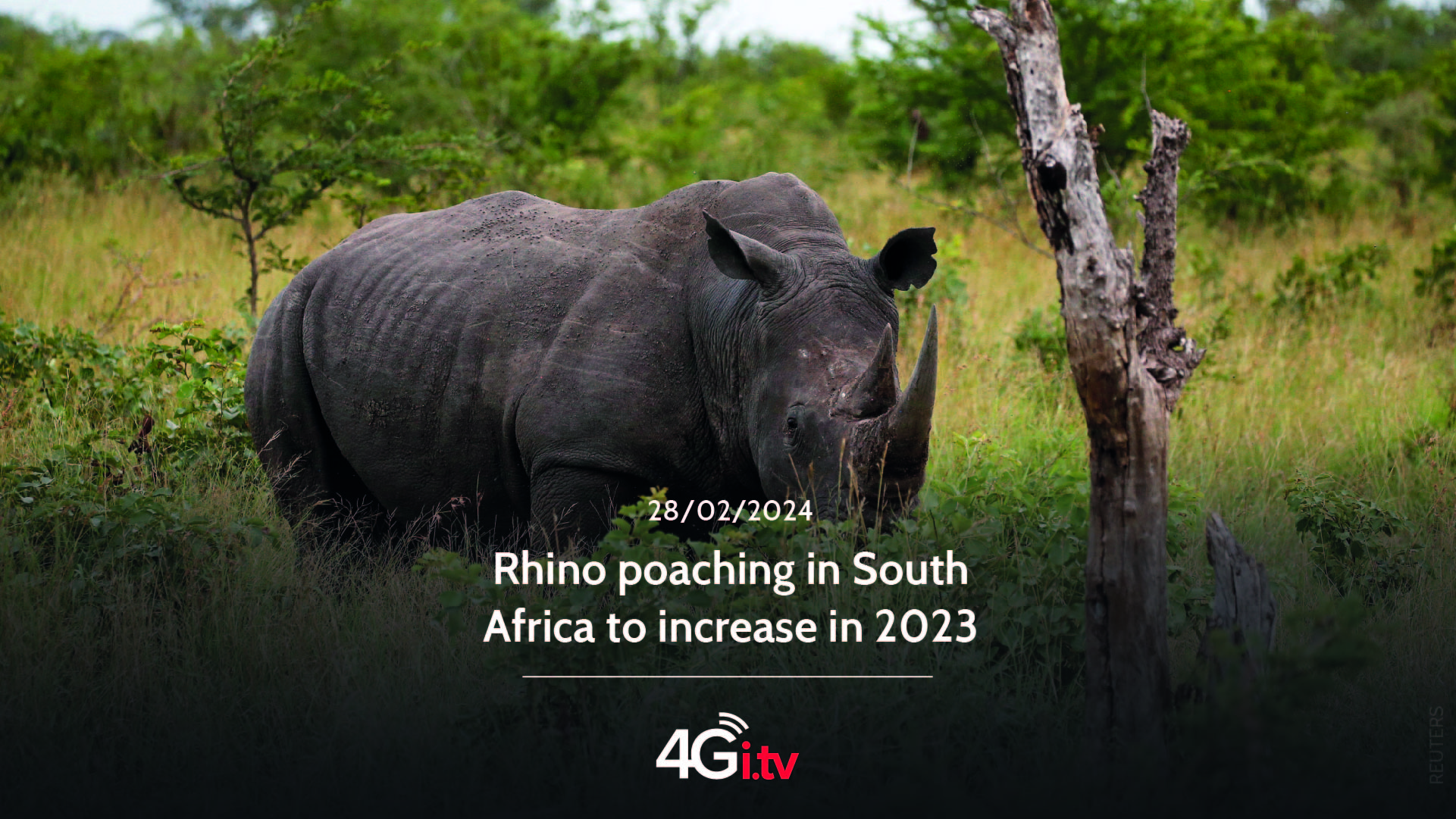 Подробнее о статье Rhino poaching in South Africa to increase in 2023