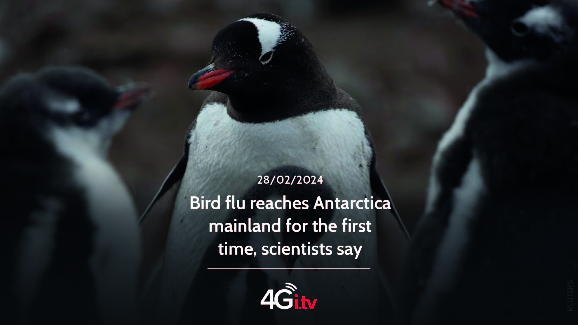 Подробнее о статье Bird flu reaches Antarctica mainland for the first time, scientists say