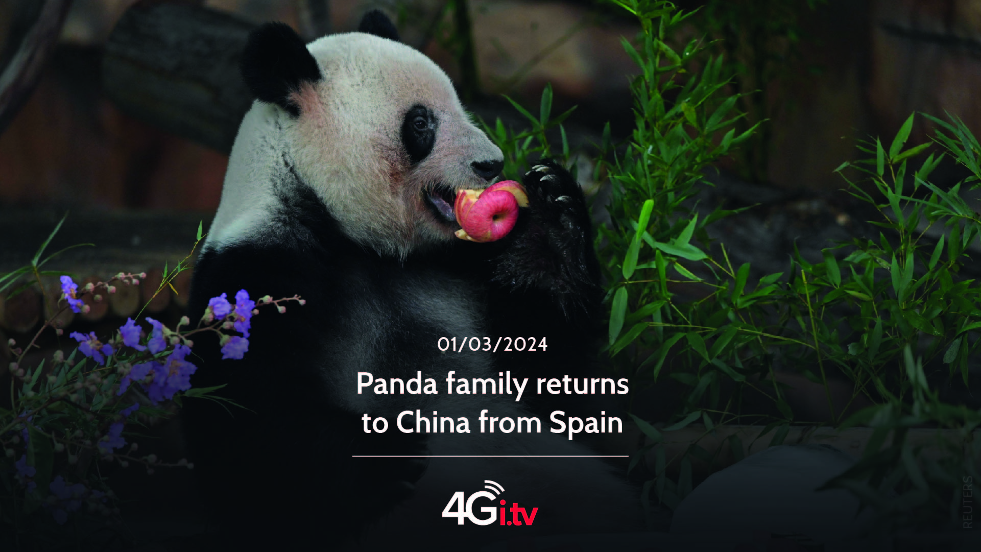 Read more about the article Panda family returns to China from Spain 