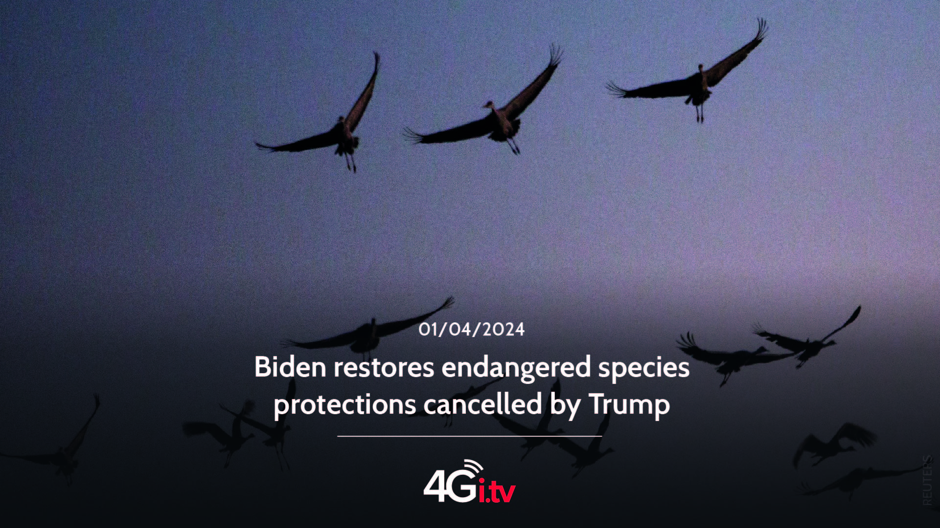 Read more about the article Biden restores endangered species protections cancelled by Trump