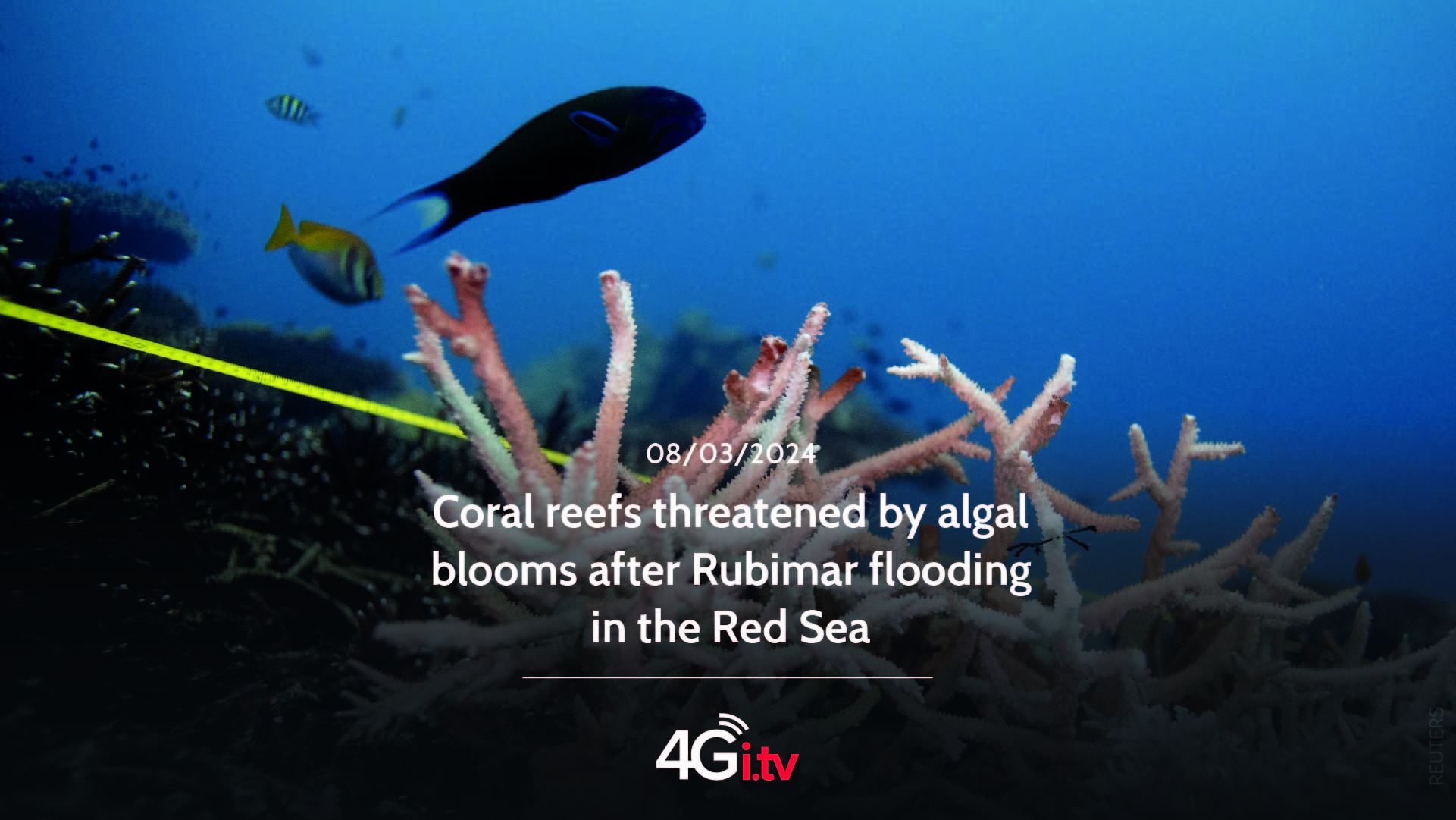 Подробнее о статье Coral reefs threatened by algal blooms after Rubimar flooding in the Red Sea