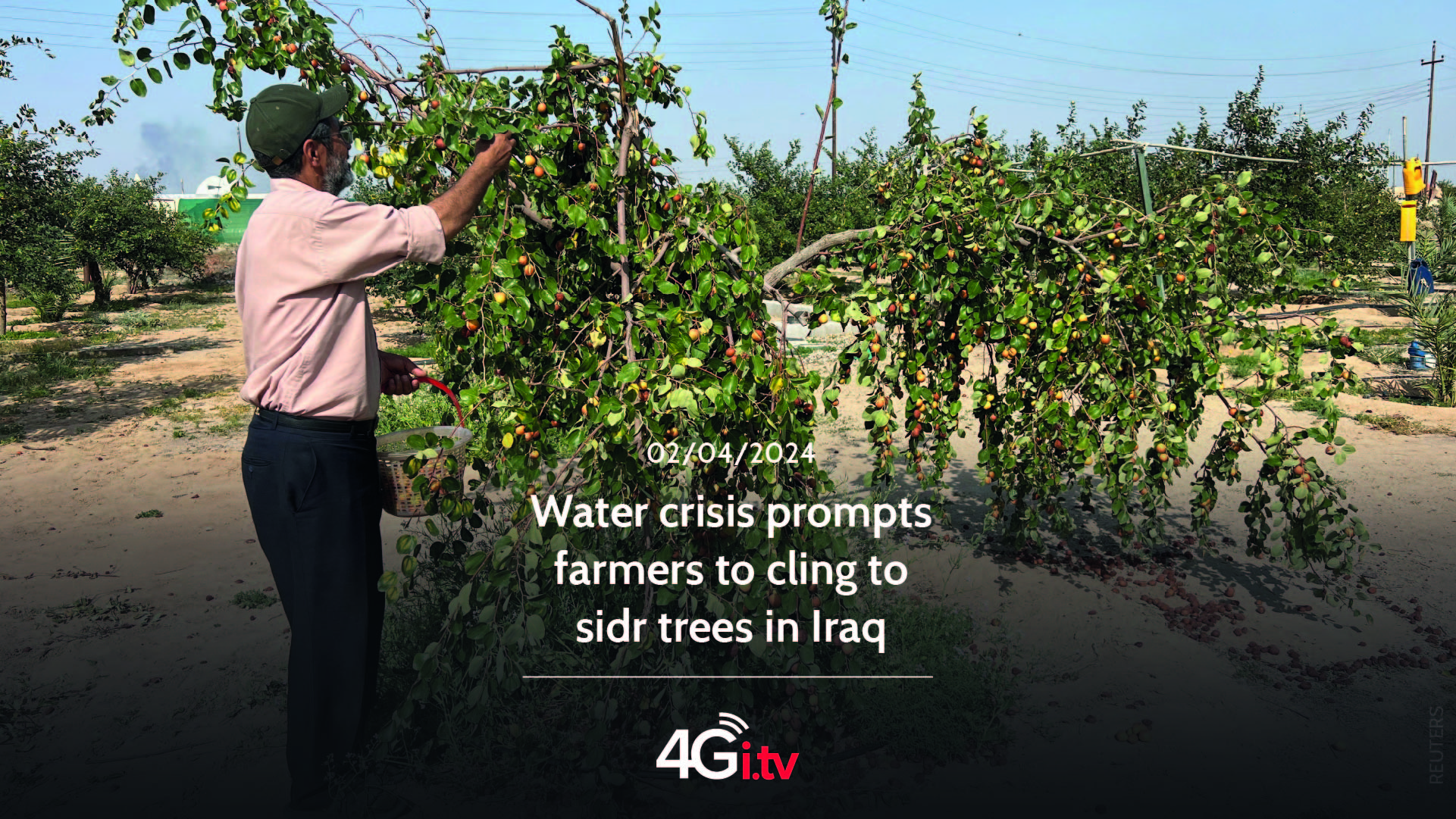 Read more about the article Water crisis prompts farmers to cling to sidr trees in Iraq
