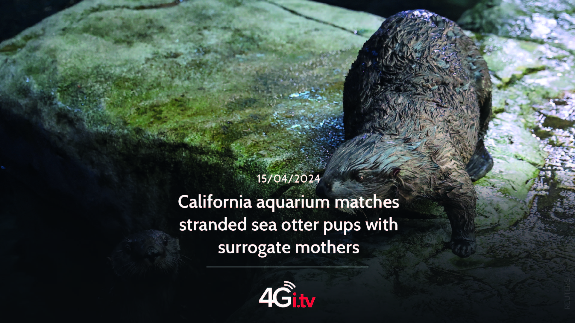 Read more about the article California aquarium matches stranded sea otter pups with surrogate mothers