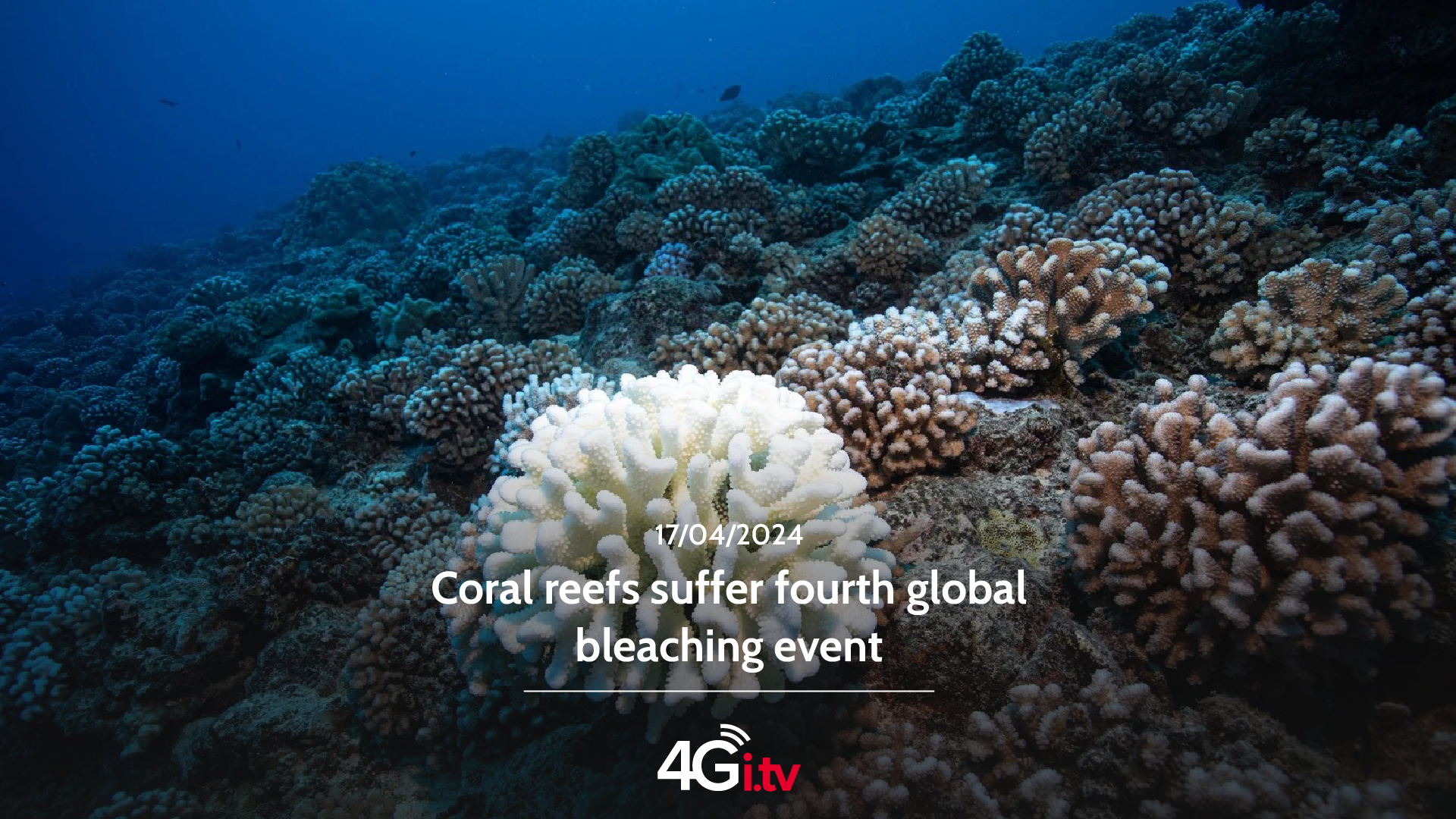 Read more about the article Coral reefs suffer fourth global bleaching event