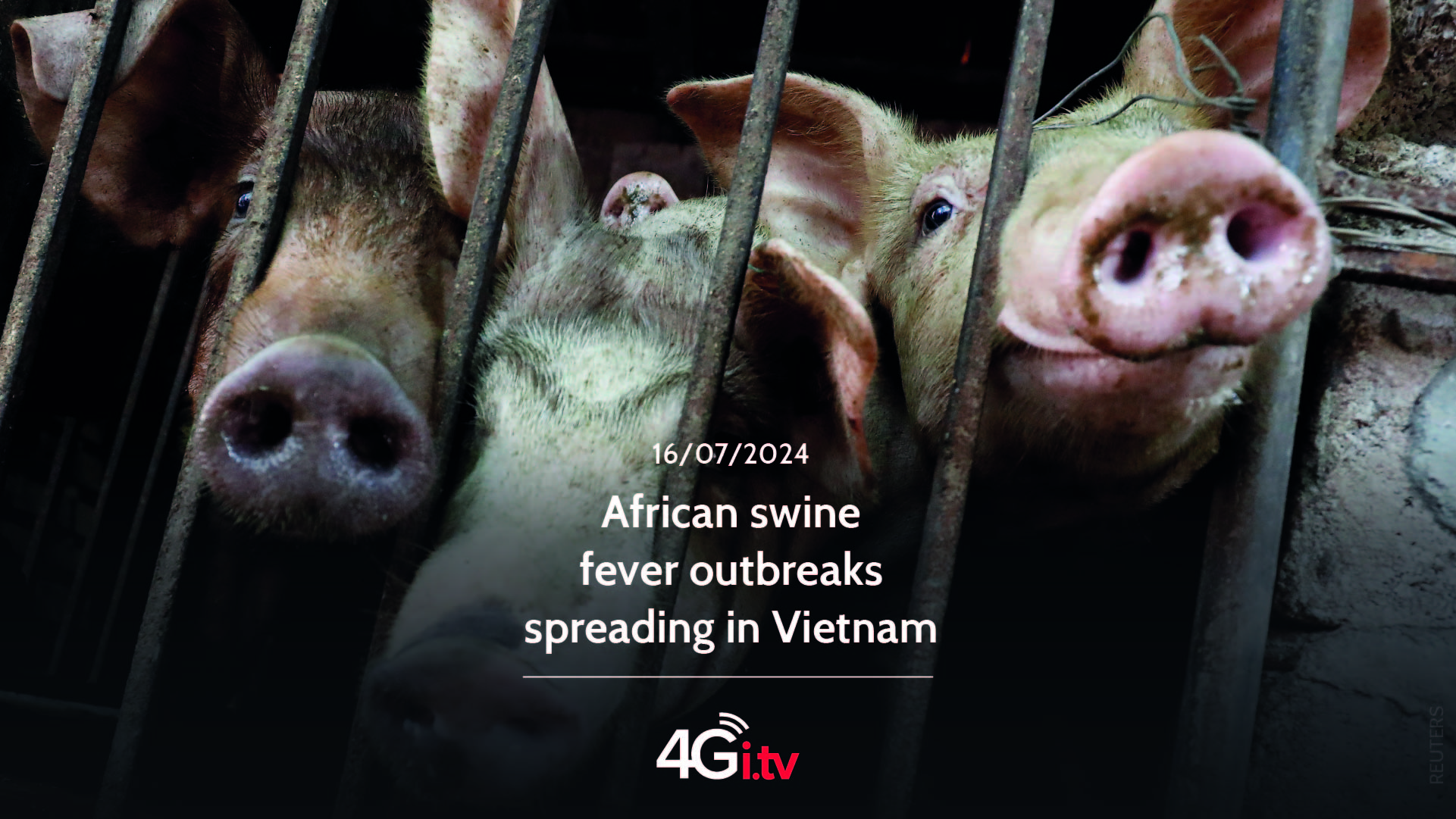 Подробнее о статье African swine fever outbreaks spreading in Vietnam