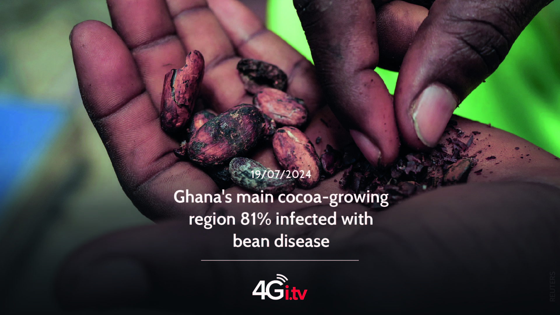 Read more about the article Ghana’s main cocoa-growing region 81% infected with bean disease