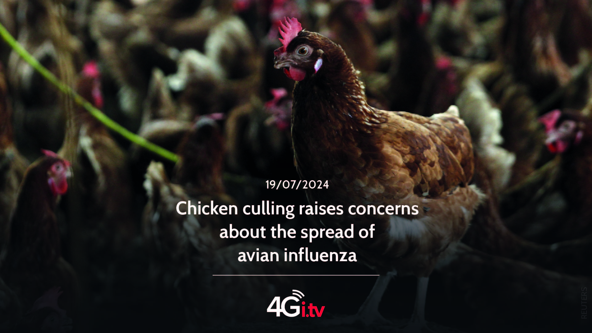 Подробнее о статье Chicken culling raises concerns about the spread of avian influenza