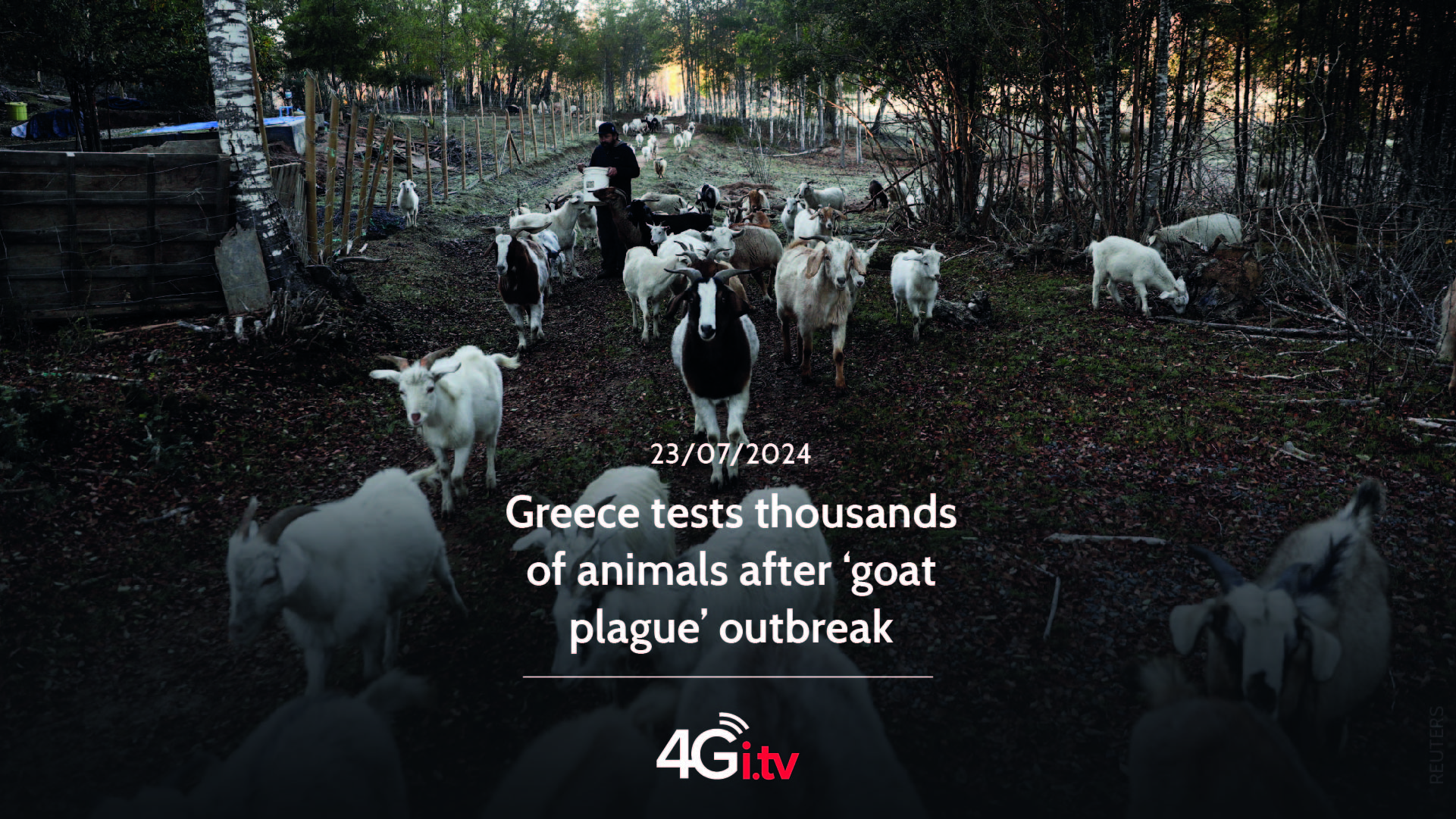 Lesen Sie mehr über den Artikel Greece tests thousands of animals after ‘goat plague’ outbreak