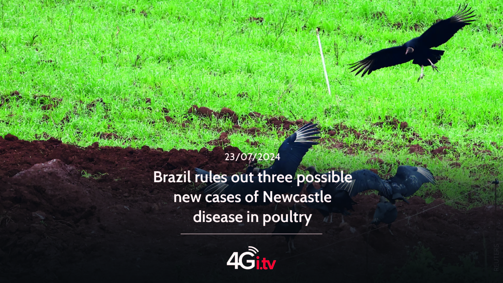 Lee más sobre el artículo Brazil rules out three possible new cases of Newcastle disease in poultry