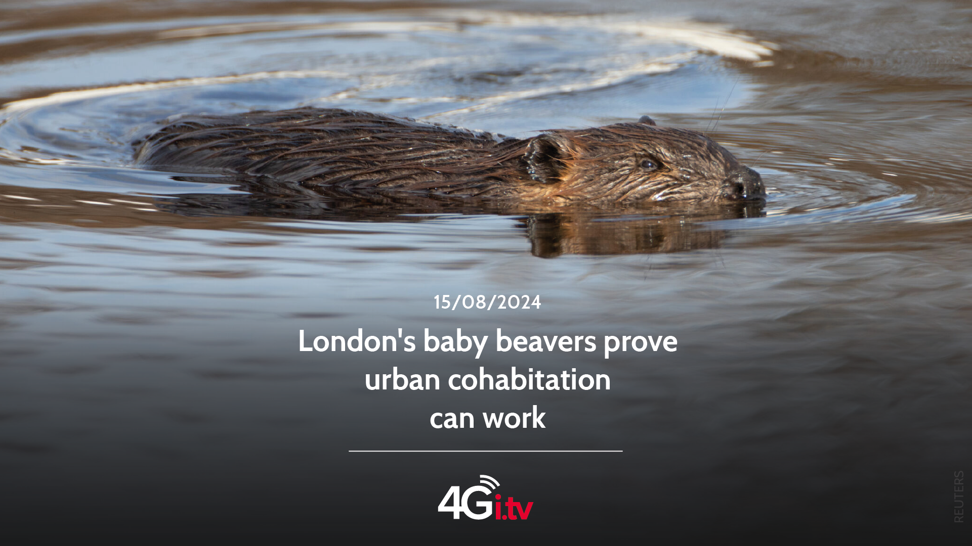 Lesen Sie mehr über den Artikel London’s baby beavers prove urban cohabitation can work