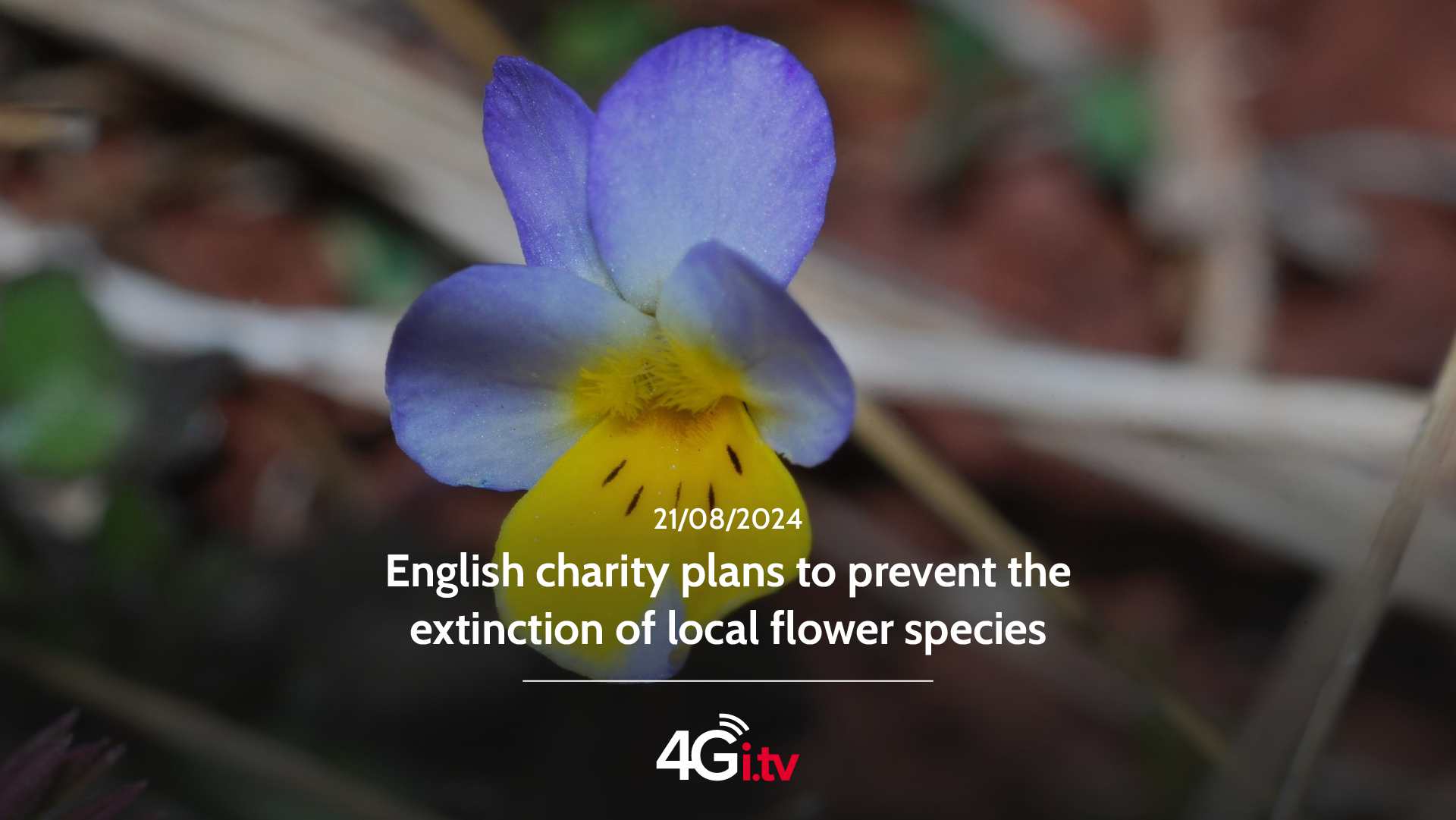 Read more about the article English charity plans to prevent the extinction of local flower species