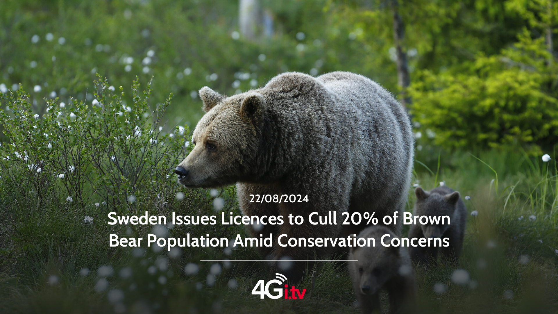 Read more about the article Sweden Issues Licences to Cull 20% of Brown Bear Population Amid Conservation Concerns