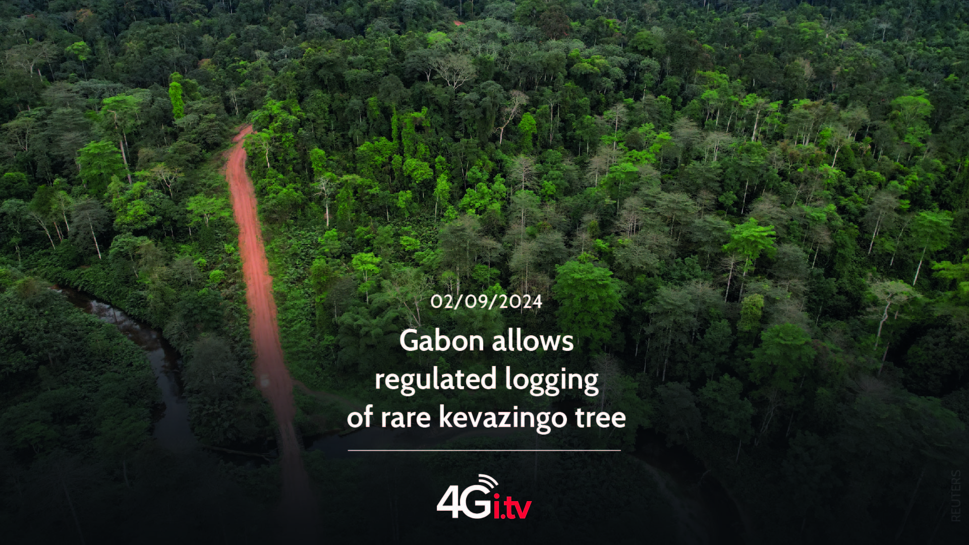 Read more about the article Gabon allows regulated logging of rare kevazingo tree