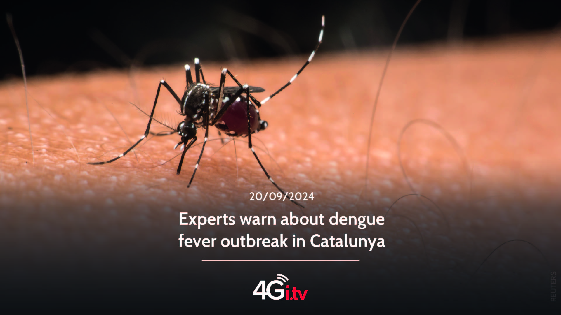 Lesen Sie mehr über den Artikel Experts warn about dengue fever outbreak in Catalunya