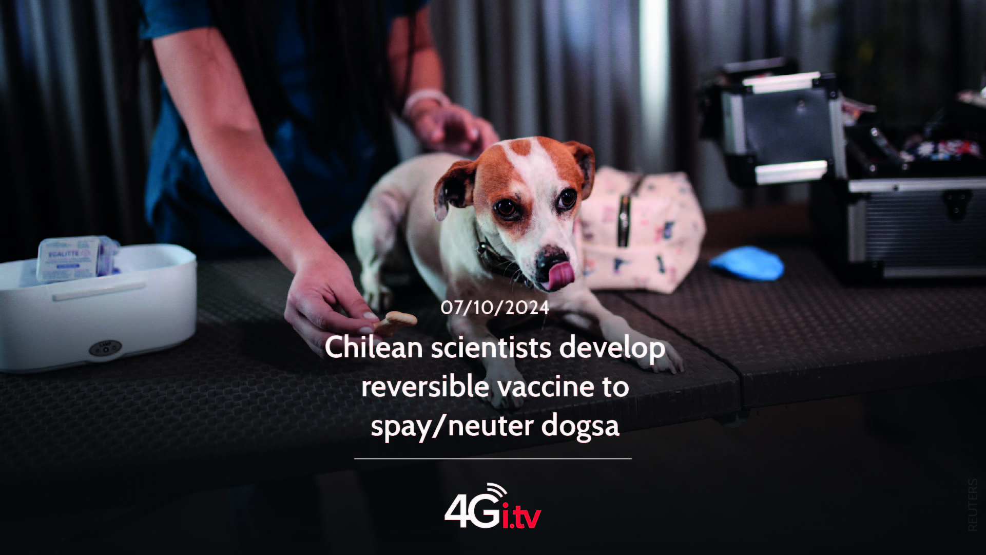 Read more about the article Chilean scientists develop reversible vaccine to spay/neuter dogs 