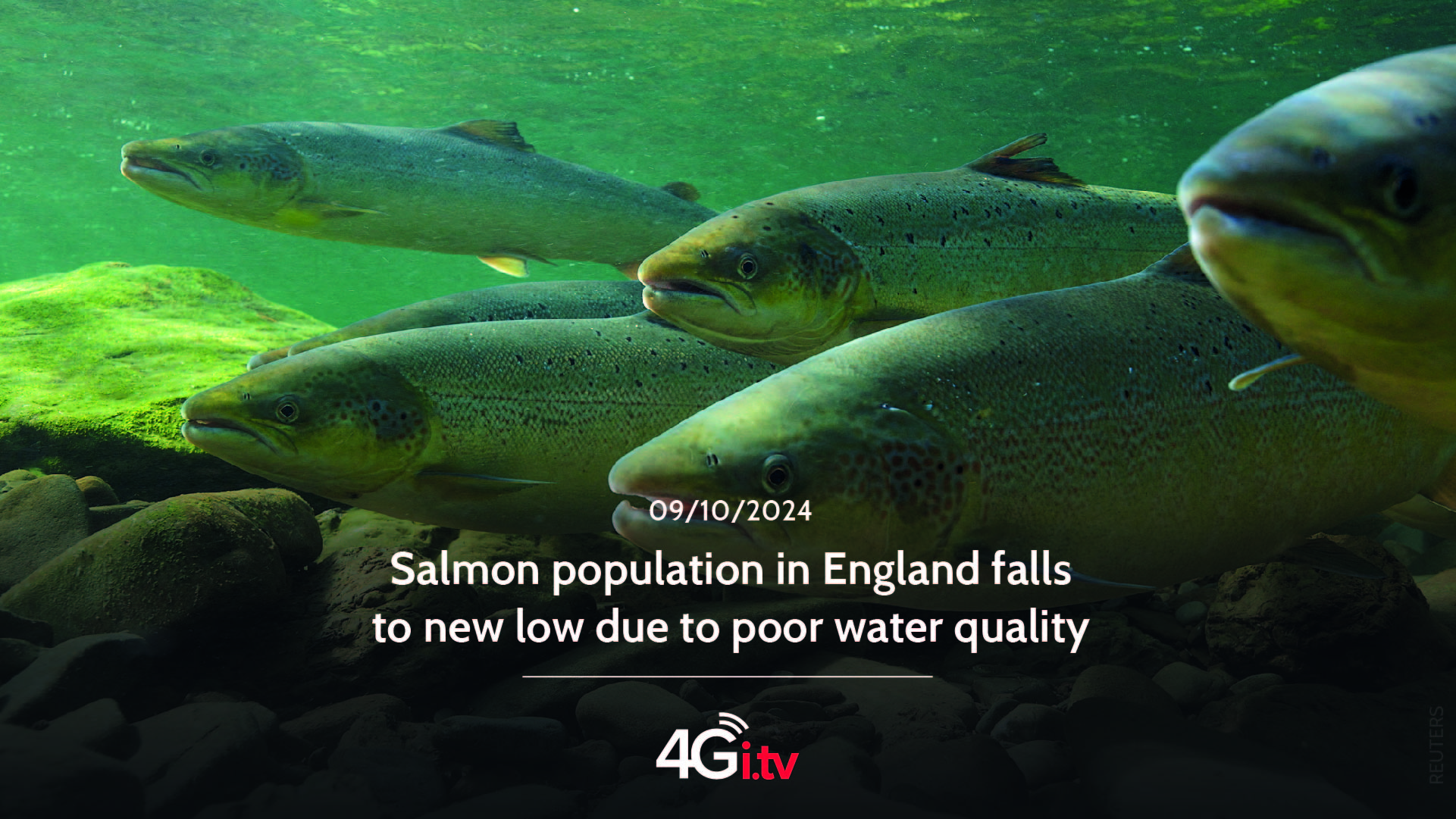 Read more about the article Salmon population in England falls to new low due to poor water quality