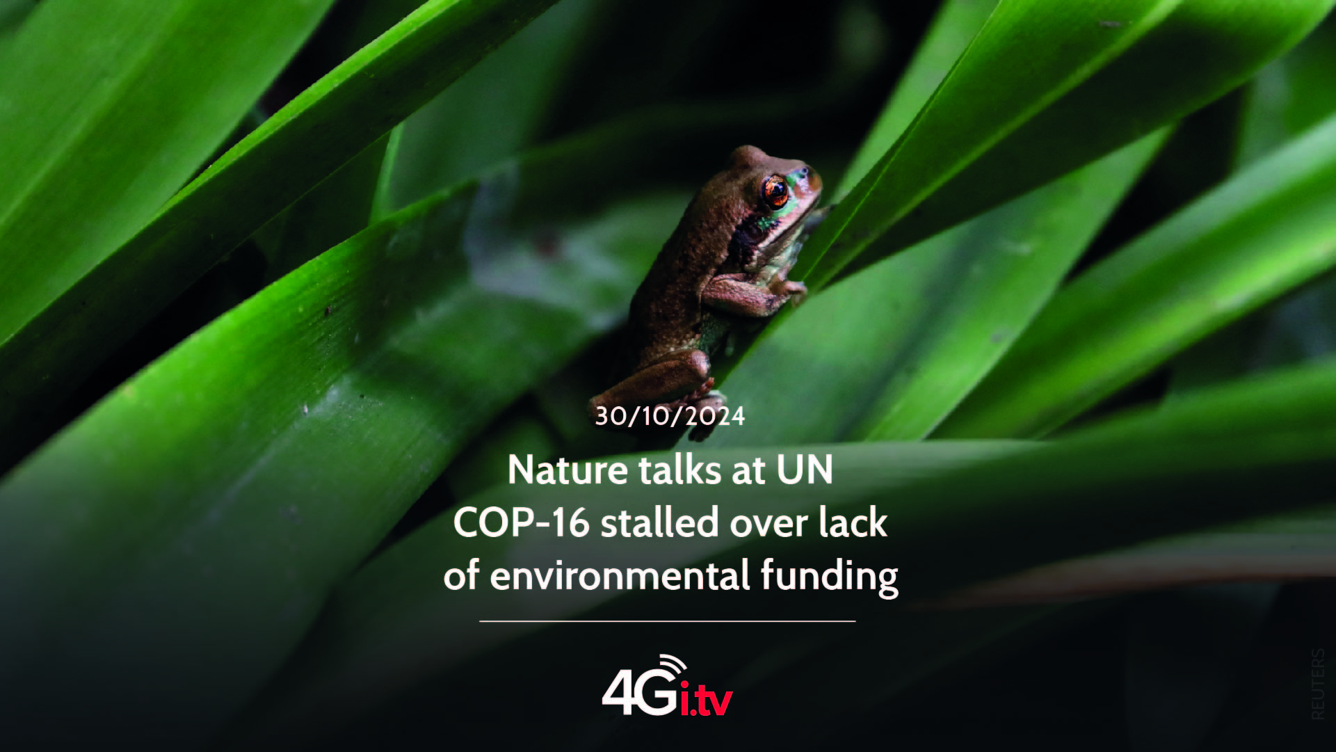 Read more about the article Nature talks at UN COP-16 stalled over lack of environmental funding