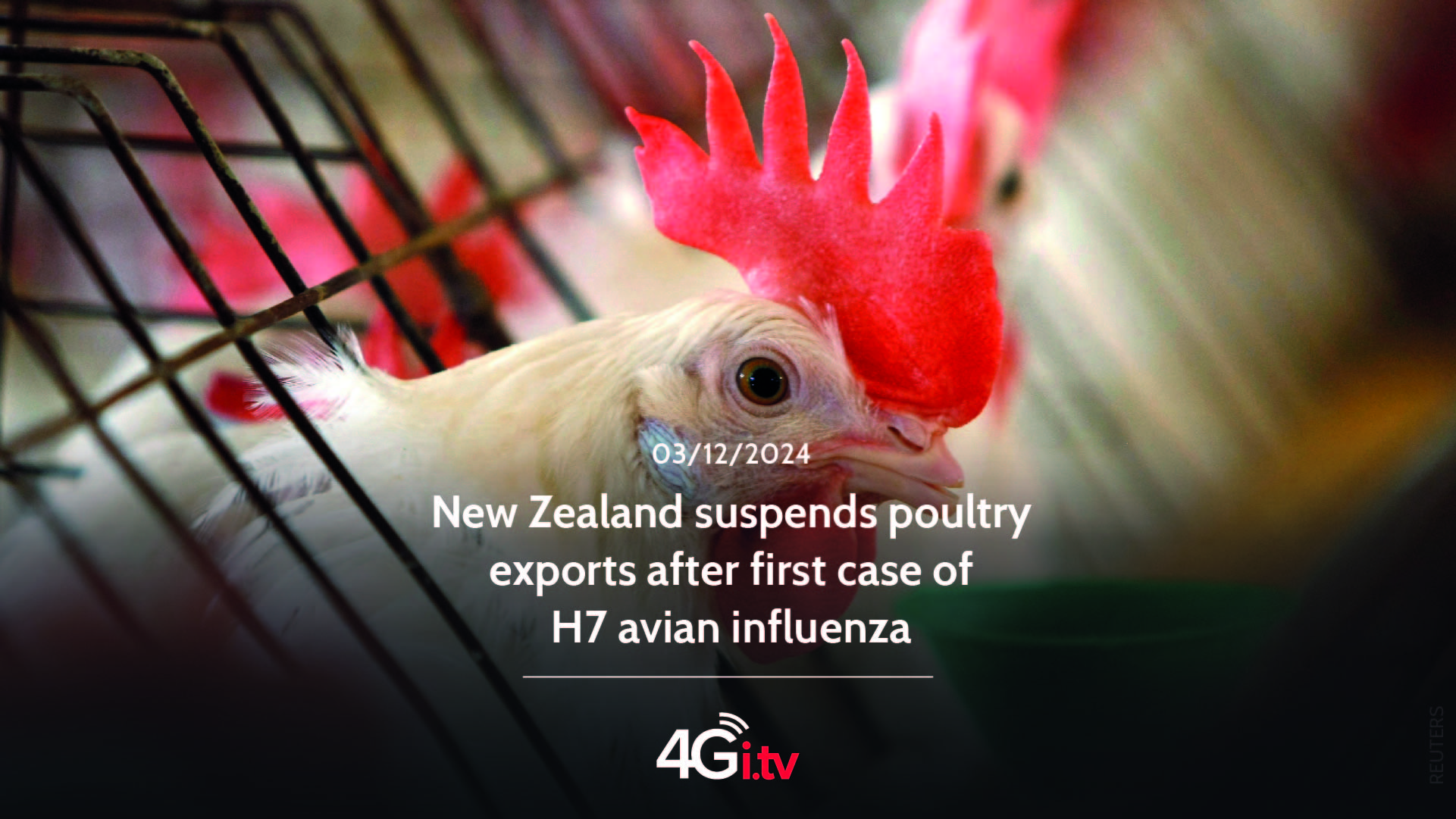 Подробнее о статье New Zealand suspends poultry exports after first case of H7 avian influenza